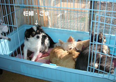 お昼寝