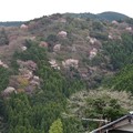 Photos: 山桜咲く山_8475