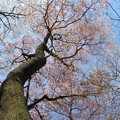 Photos: 山桜（臼杵大岩）_8606