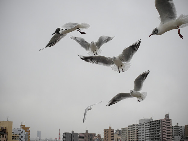 190412_横浜市鶴見区・鶴見川_飛翔＜ユリカモメ＞_G190412XF6862_MZD12ZP_X9Ss