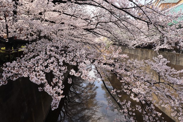 石神井川　桜