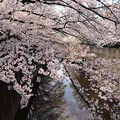 石神井川　桜