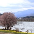 木崎湖　桜