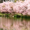 軽井沢プリンスホテルの桜