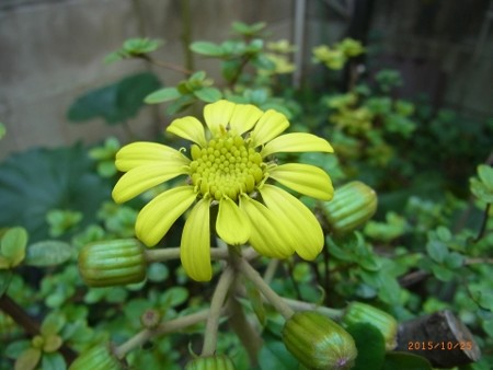 ツワブキ開花