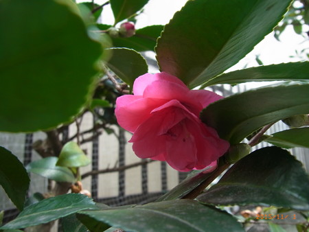 ツバキ開花!