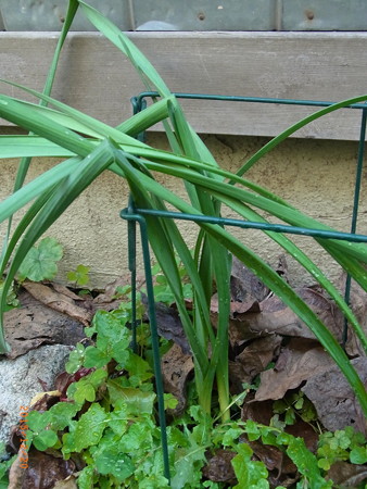 スイセンは今年も花は咲かない?