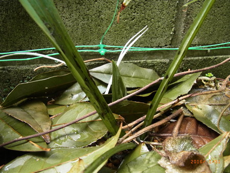 エビネの新芽