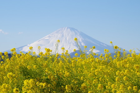 富士山と菜の花12