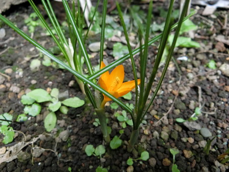 クロッカス開花!