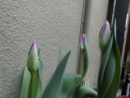 花茎が伸びたチューリップ