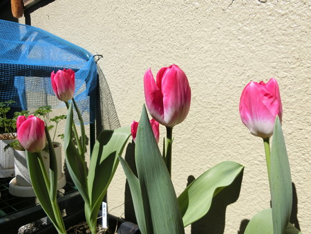チューリップ(桃太郎)開花!