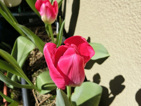 チューリップ(桃太郎)開花! その2