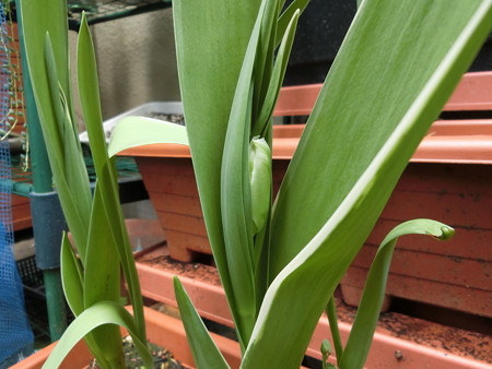 次々に花茎が出てきたチューリップ