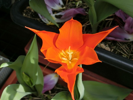 チューリップ バレリーナ開花