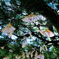 天橋立 智恩寺