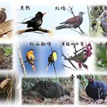 Birds in Taiwan
