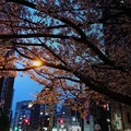 夜桜行路