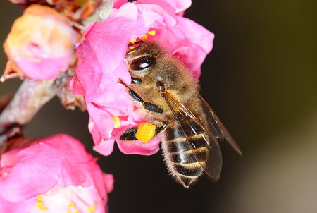 ミツバチ科　ニホンミツバチ