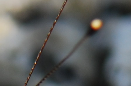 タテハチョウ科　ヒメアカタテハの触角