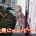 081119-【猫ムービー】危険にゃムービー～２