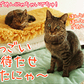 Photos: 081201-【猫アニメ】お待たせしたにゃ～