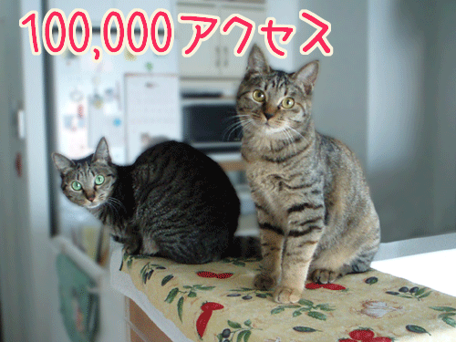 Photos: 081202-【猫アニメ】100,000アクセス・カウプレ宣言にゃ！