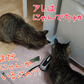 Photos: 090205-【猫アニメ】アレはにゃににゃ？！