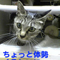 Photos: 051031-【猫写真】体勢苦しいにゃ・・・