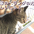 051023-【猫写真】ベランダ一番！