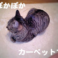 2006/2/25-【猫写真】置物にゃんこ・その１