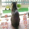 2006/3/11-【猫写真】まったりにゃ～