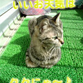 2006/3/17-【猫写真】晴れたにゃ！