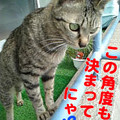 2006/3/19-【猫写真】決まってるにゃ！？