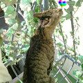 2006/3/26-【猫写真】寂しいにゃ・・・