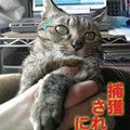 2006/3/28-【猫写真】捕獲・・・