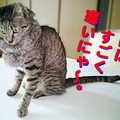 2006/3/30-【猫写真】寒いにゃ！！