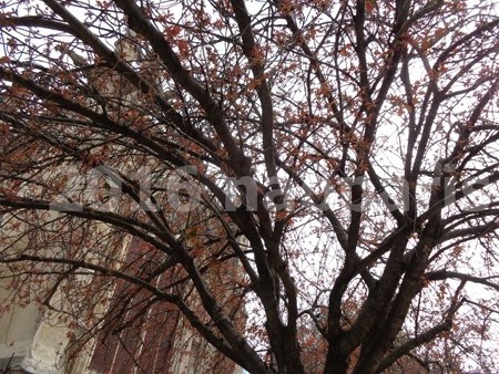 image077