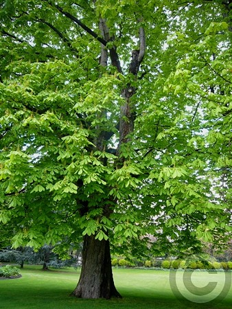 P1520428