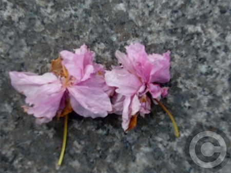 P1530248