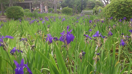 14052011_八橋かきつばた園