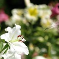 Photos: 真白き百合花。