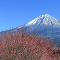 日当たり良好、紅梅早咲く。