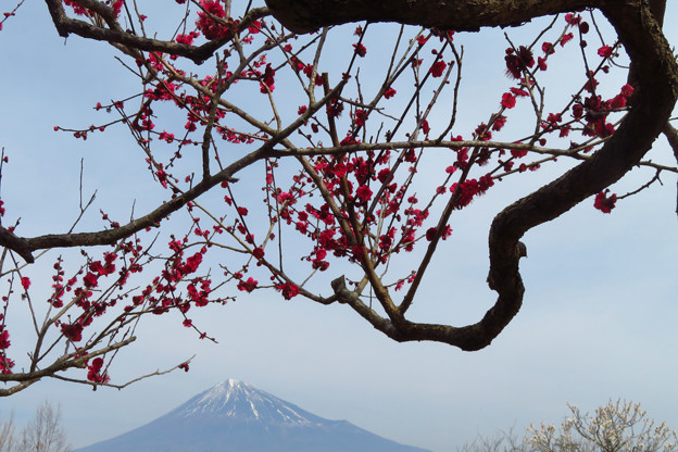 Photos: 昇り龍な梅の枝ぶり。