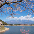 飾る桜の田貫湖か。
