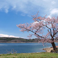 Photos: 青木湖畔の一本桜。