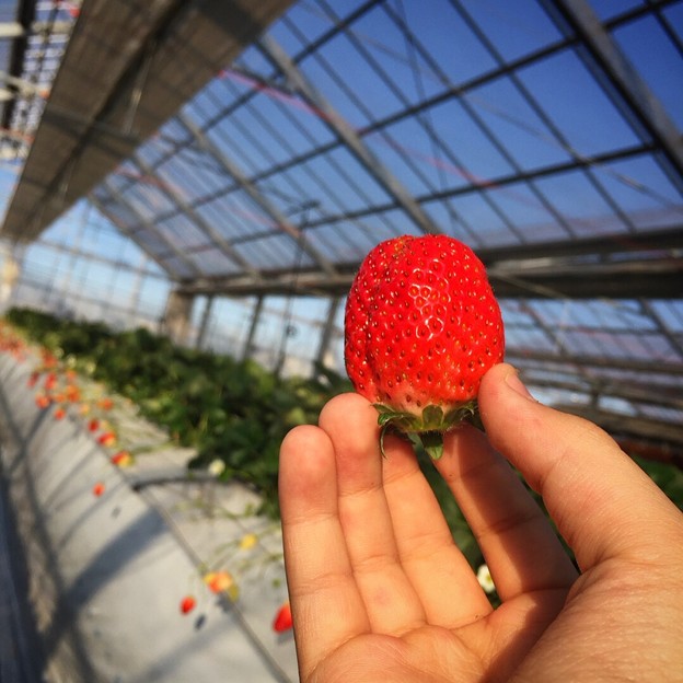 Strawberry Picking♪