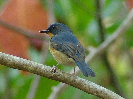 ミヤマヒメアオヒタキ(Hill Blue Flycatcher) IMGP29872_R