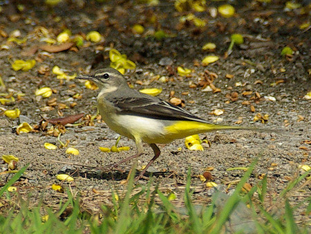 キセキレイ(Grey Wagtail) IMGP48124_R