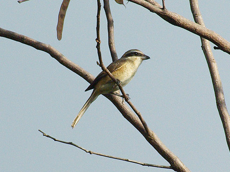 アカモズ(Brown Shrike) IMGP48250_R